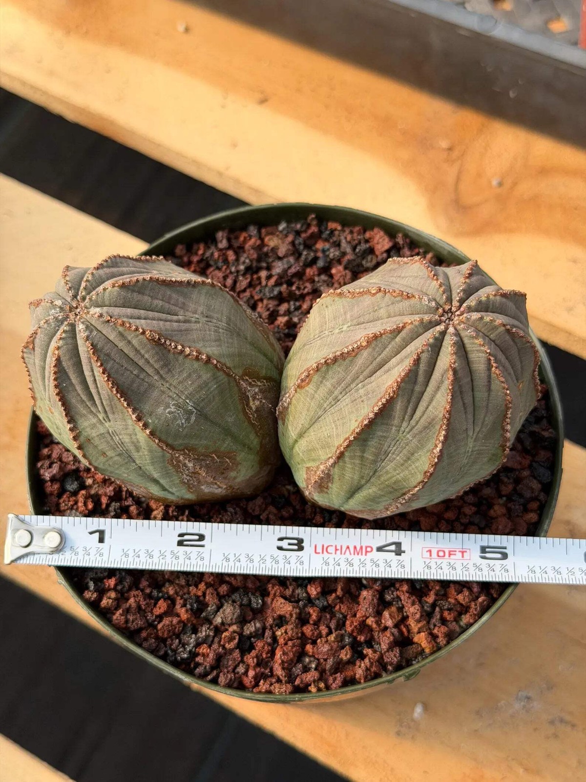 Large Euphorbia Obesa Double Heads | Rare Succulent | Seed‑Grown Live Cactus Pla