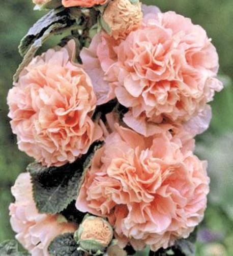 Alcea rosea Chamois 10 seeds