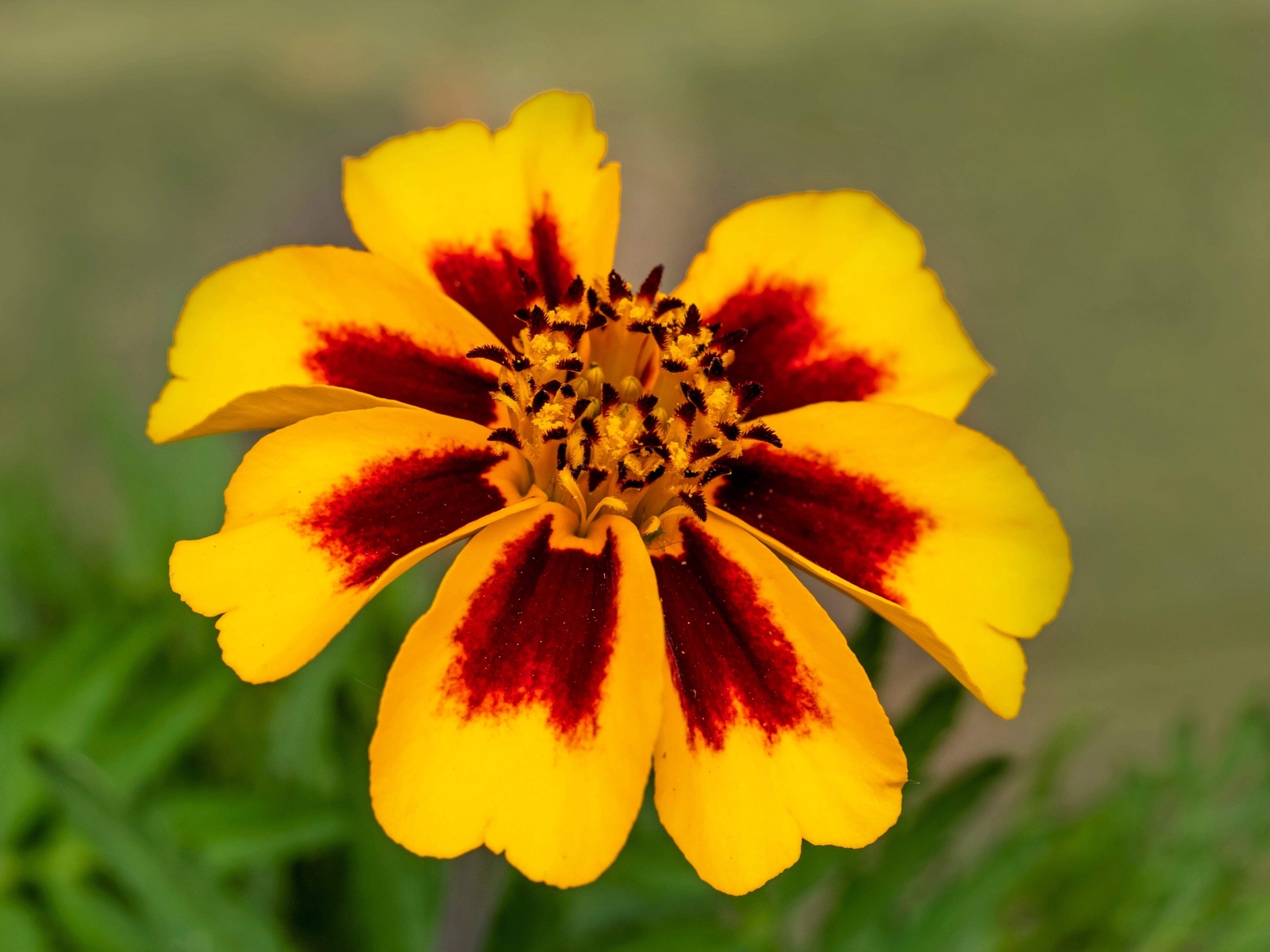 400 DAINTY MARIETTA FRENCH MARIGOLD Tagetes Patula Flower Seeds *Flat S/H
