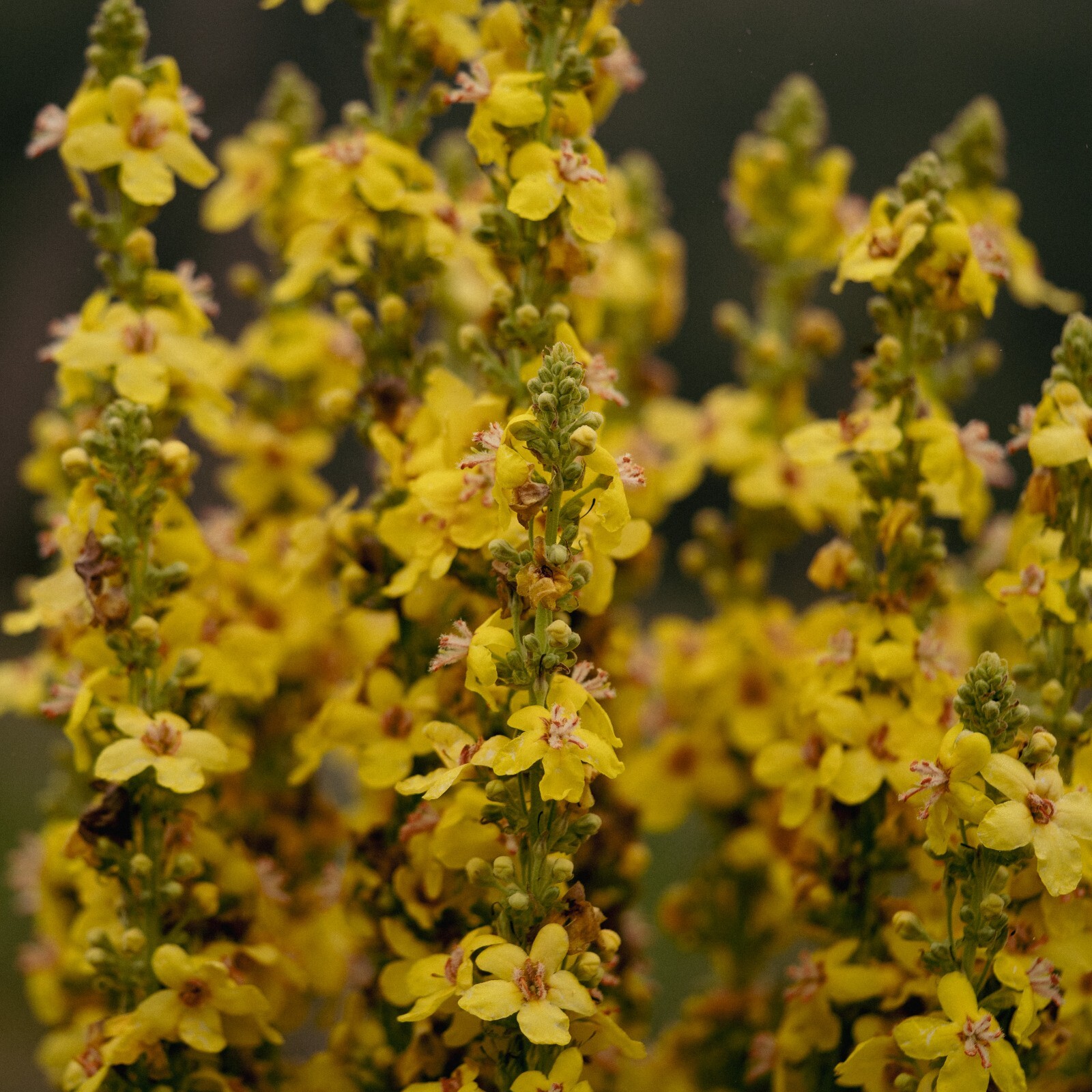 Dense-Flowered Mullein Seeds: Verbascum densiflorium, Cert. Organic, Denseflower
