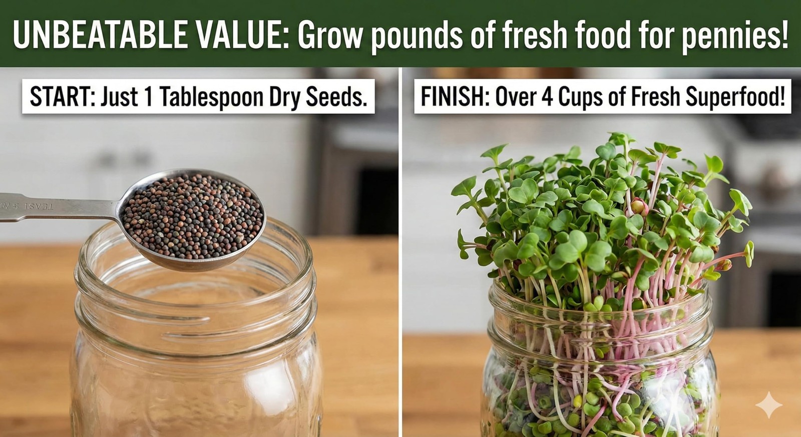 Broccoli and Friends Sprouting Mix: Broccoli, Crimson Clover, Red Radish, Alf…