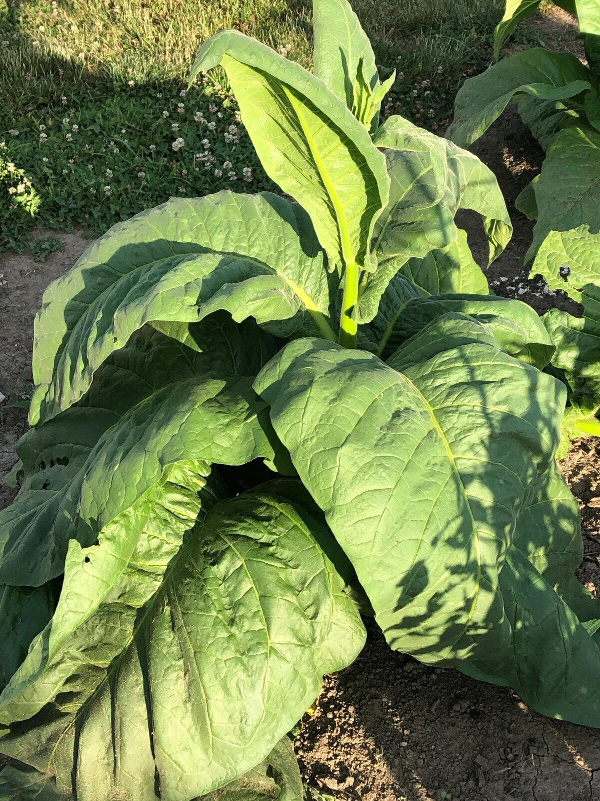 Little Yellow Tobacco Seeds approx. 2K Non-GMO Free Shipping No Tracking Read