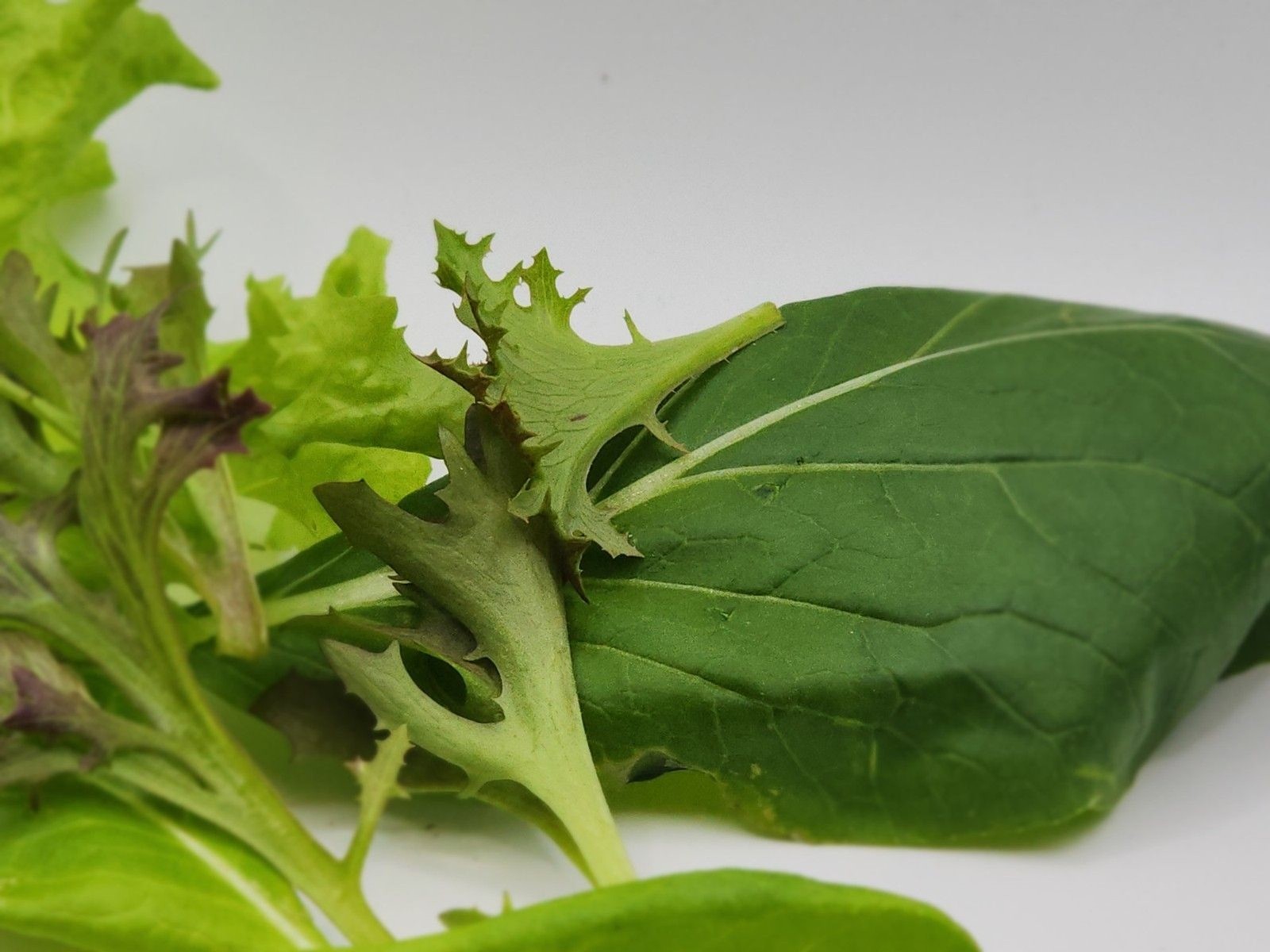 Timmy’s Farms Gourmet Salad Blend Seeds – Heirloom, Non-GMO Mixed Lettuce Seeds