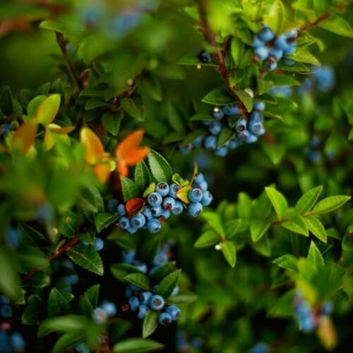 CarpetC 200+ Blueberry Seeds for Planting, Perennial Fruit Bush Vaccinium