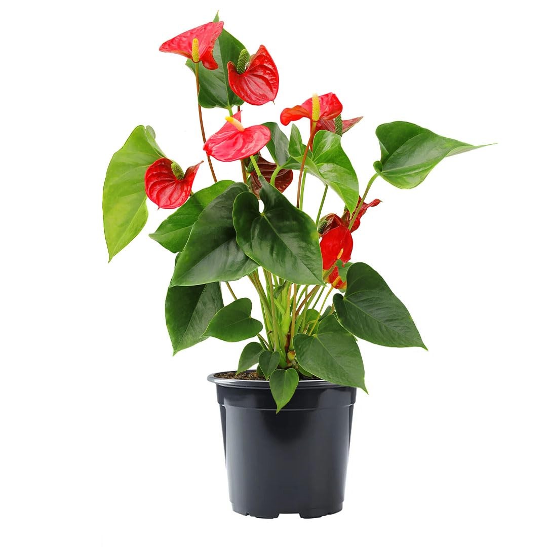 Live Red Anthurium – 6-Inch Pot – Tropical Flowering Houseplant with Glossy H…