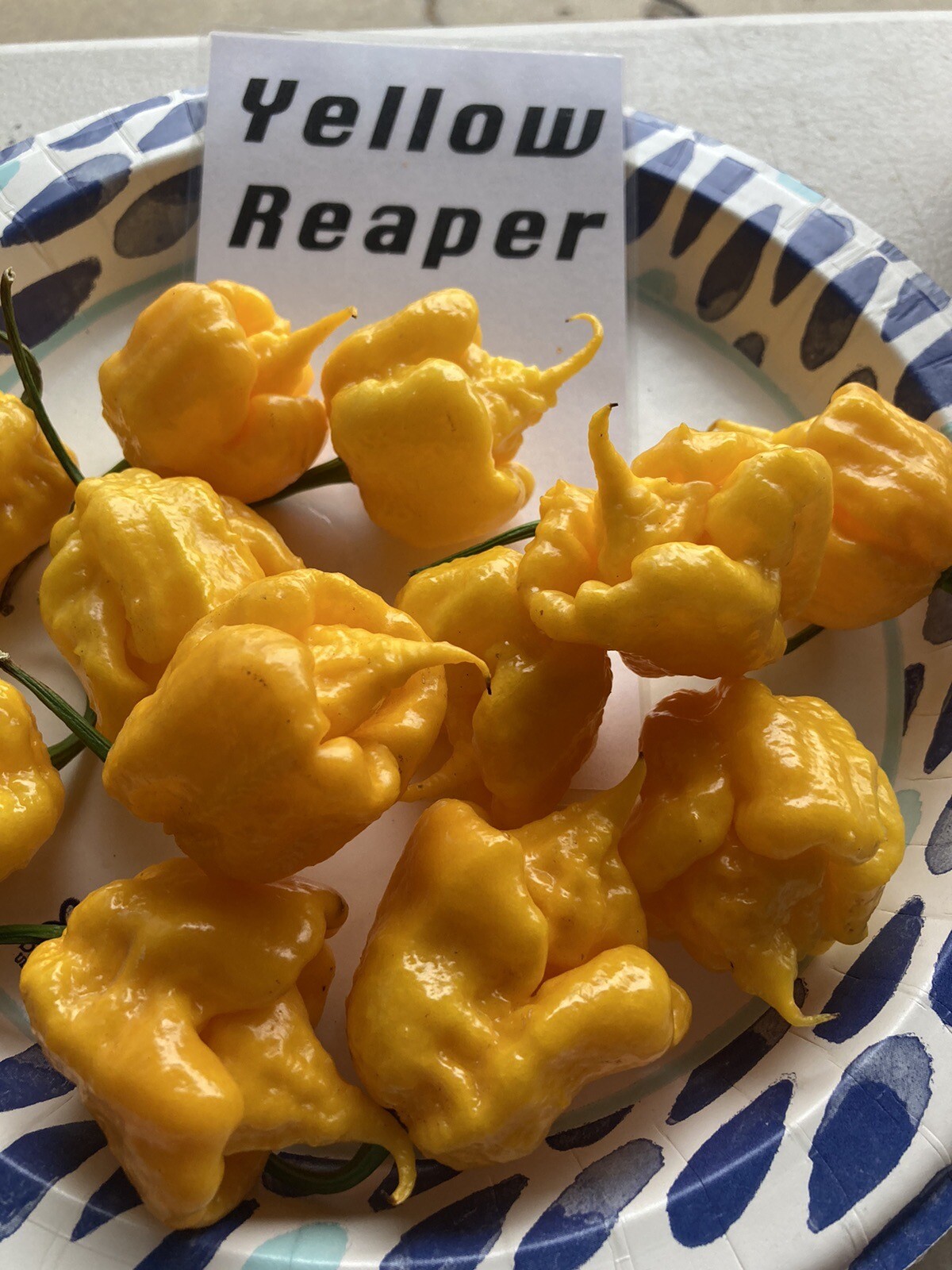 Yellow Reaper Hot Pepper Seeds 15+ Per Pack