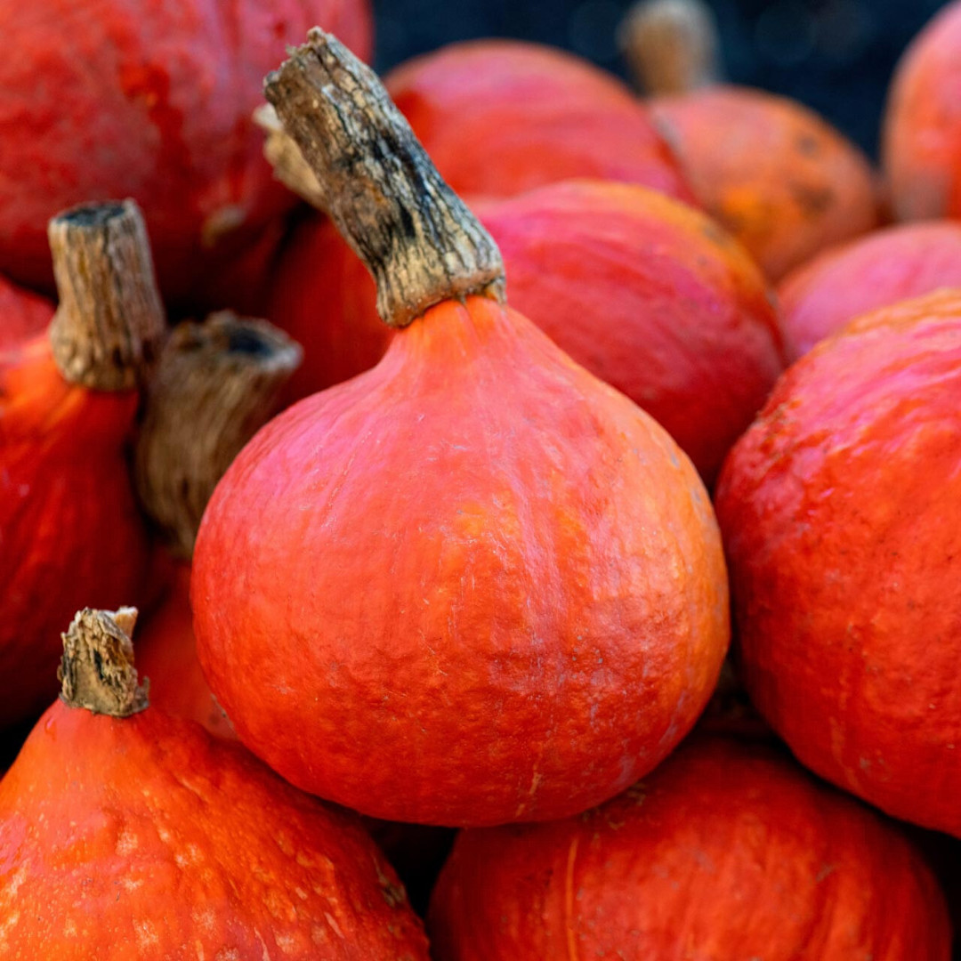 Fresh Japanese Kuri Seeds | Squash | Red | 10 Seeds | Heirloom Non-GMO | Asian