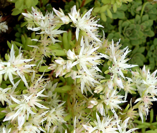 SEDUM CLIFF STONECROP Sedum Glaucophyllum – 200 Bulk Seeds