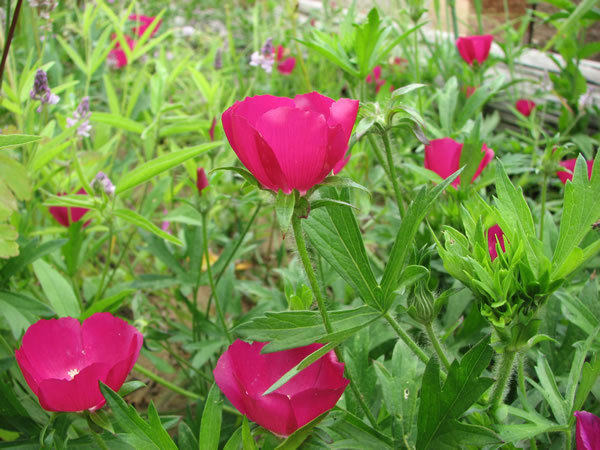 Callirhoe bushii | Bushs poppy mallow | 20_Seeds