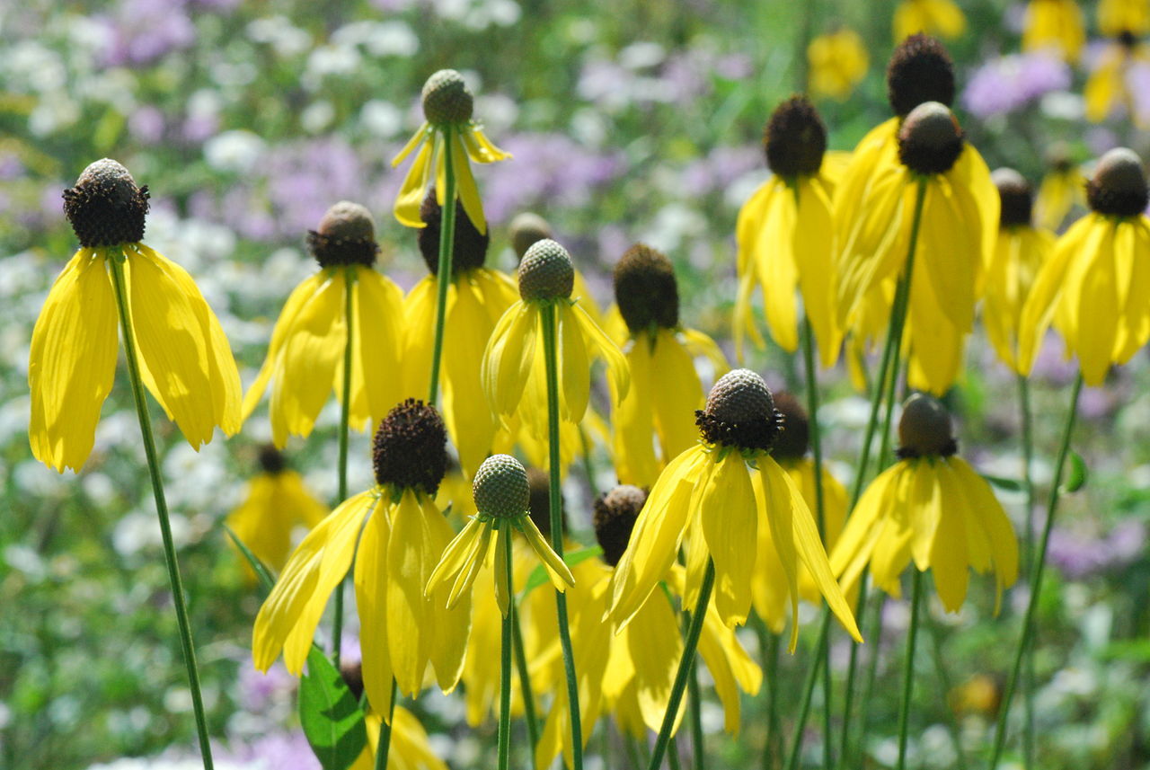 30 PINNATE PRAIRIE CONEFLOWER SEEDS – Rudbeckia pinnata