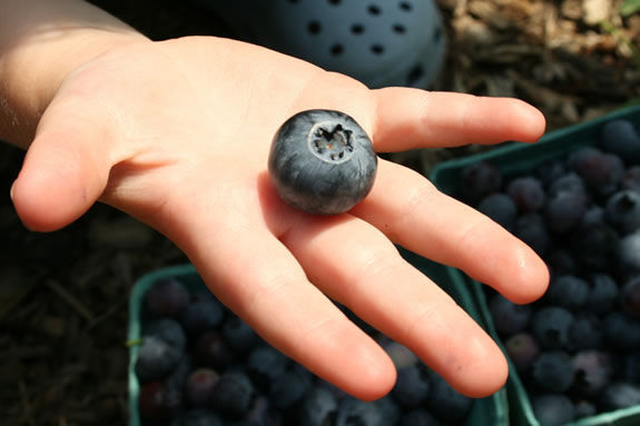 BLUEBERRY SEEDS * DRYLAND VARIETY* ROCKY SOIL* ORNAMENTAL* WAXY BLUE BERRIES*
