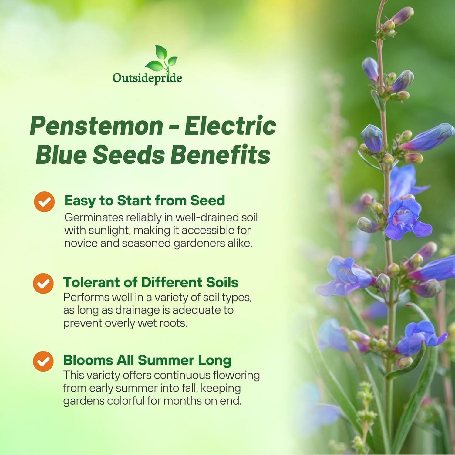 25 Seeds Penstemon Heterophyllus Electric Blue Drought Tolerant Garden Plant