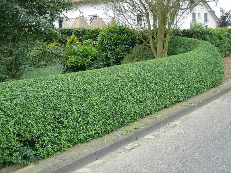 Common Privet Seeds for Planting (30 Seeds) – Ligustrum vulgare, European Privet