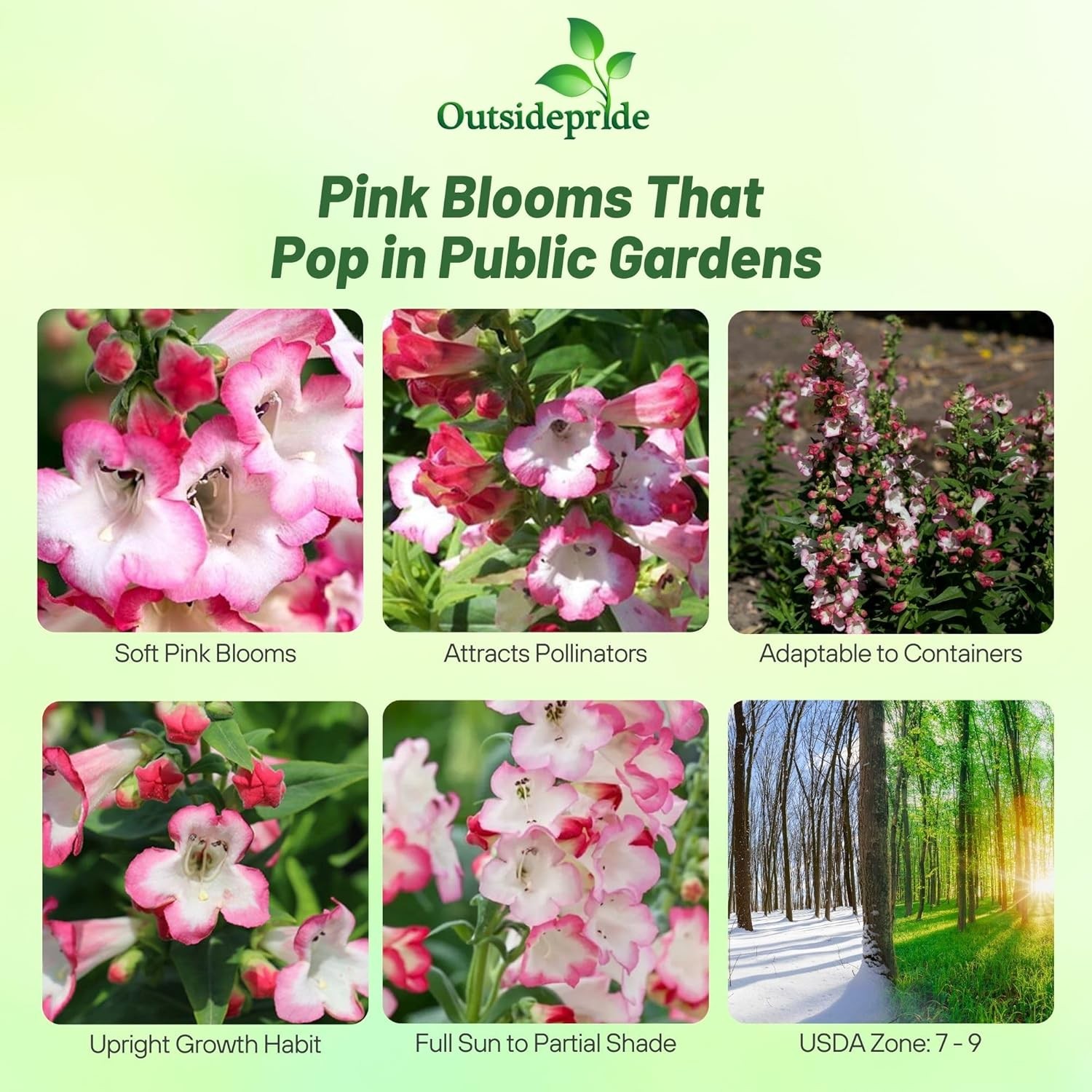 15 Seeds Beardtongue Penstemon Hartwegii Arabesque Pink Drought Resistant