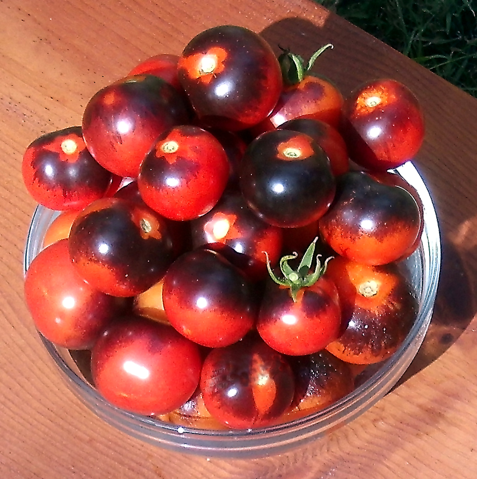 0.1 gram Indigo Rose Tomato seed. Selectively bred. World’s first blue tomato!