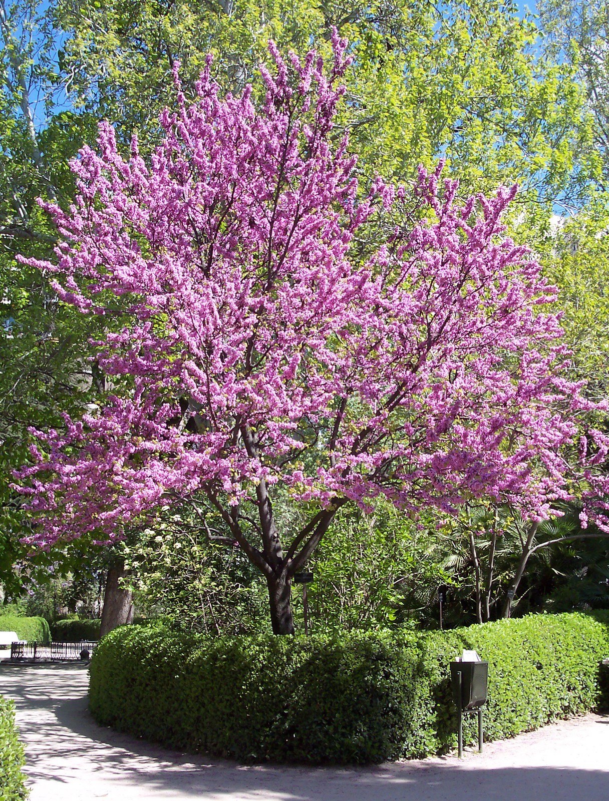 Chinese Redbud Seeds Cercis chinensis Flowering Ornamental Judas Tree