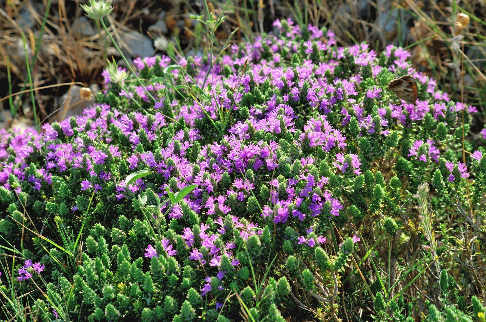 40 CONEHEAD THYME Thymus Capitatus Thymbra Mediterranean Herb Flower Seeds