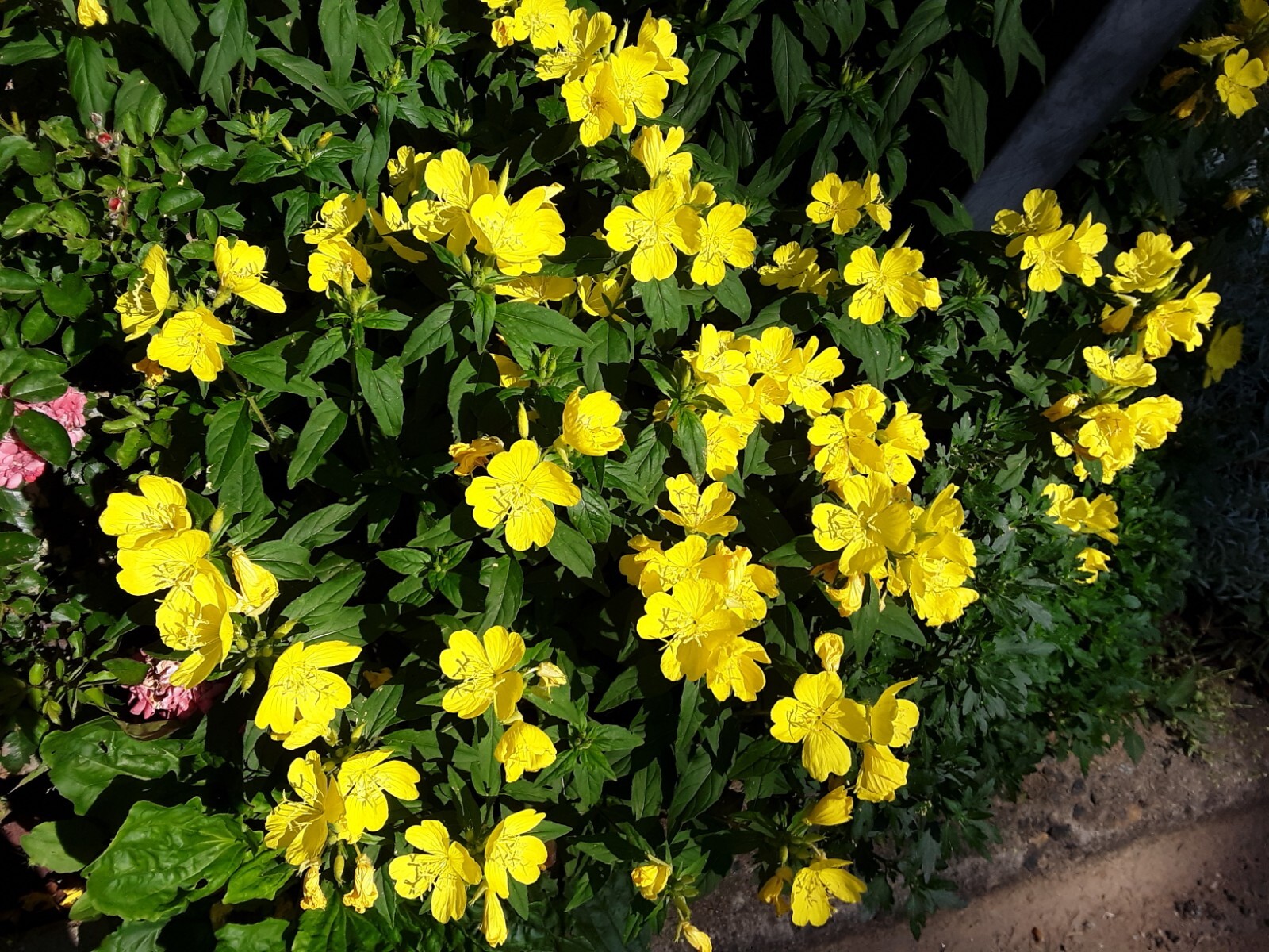 25 Common Evening Primrose Seeds, Yellow Flower Clusters.Perennial.