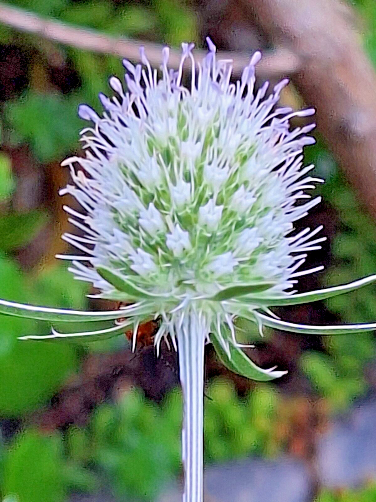 WHITE SEA HOLLY 100 SEEDS, ERYNGIUM, WHITE FLOWERS, mariesgreengarden