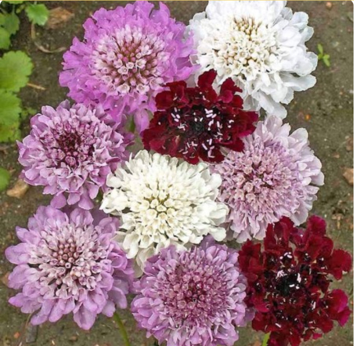 Scabiosa Pincushion Flower IMPERIAL MIX Tall Double Dried Everlasting 200 Seeds