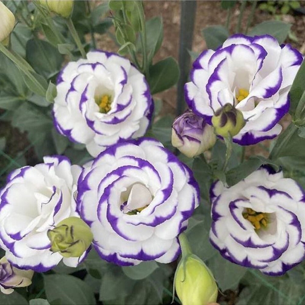 20 SEEDS LISIANTHUS Prairie Gentian for germination flower exotic garden bed