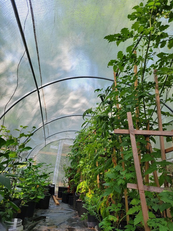 SNOW WHITE TOMATO Seeds Organically Grown Unique Creek Homestead Certified