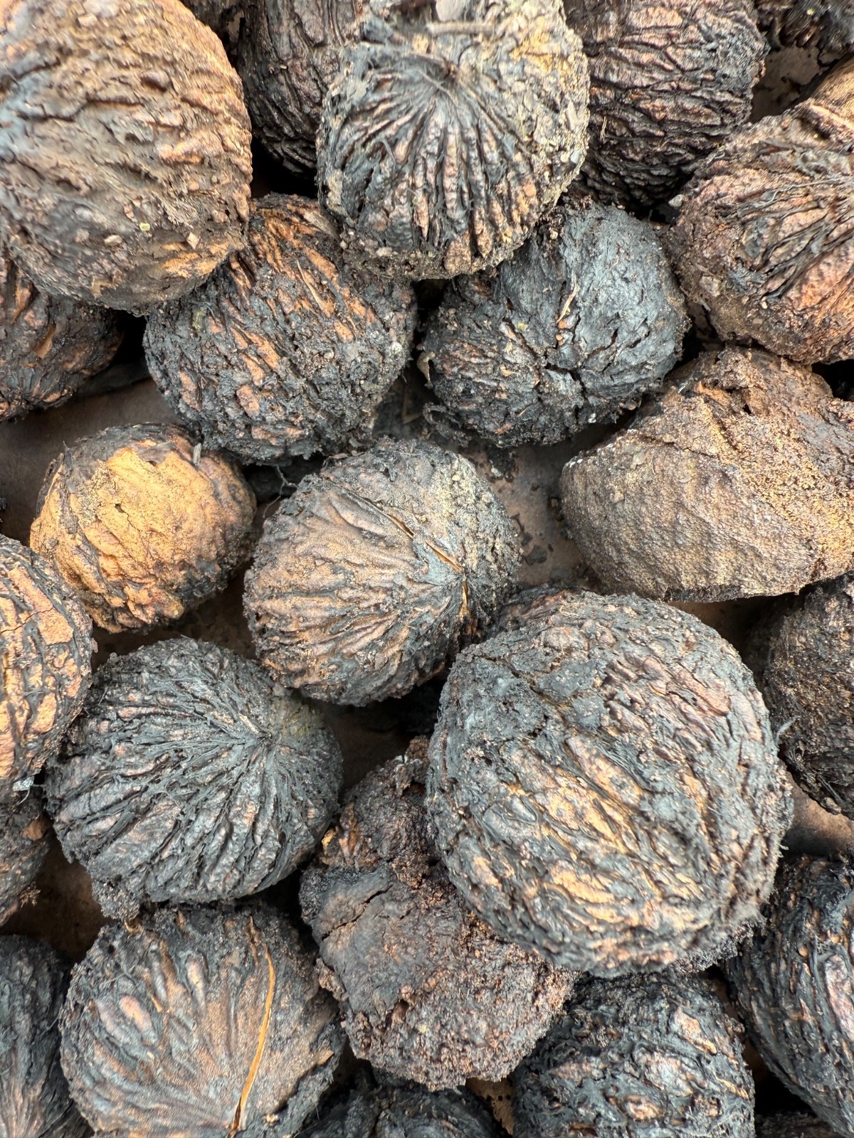Lot of 12 Wild BLACK WALNUTS NUTS/SEEDS removed from hull-Fresh 2025 from PA FR