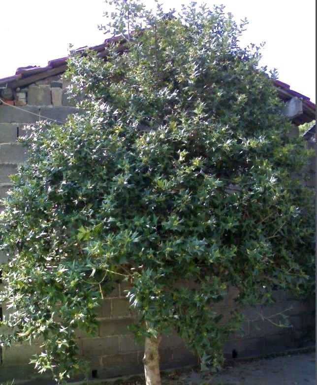 Illicium Verum 20 Seeds, Fragrant Chinese Star Anise Shrub Tree Badian Spice