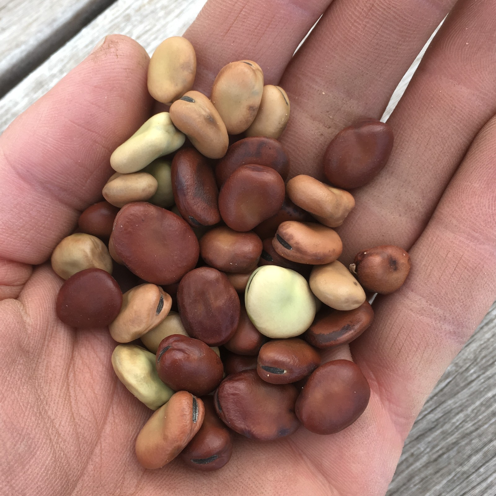 Finnish Fava Bean Seed Packet – 10 seeds, Organic Heirloom Faba Cover Crop Bell
