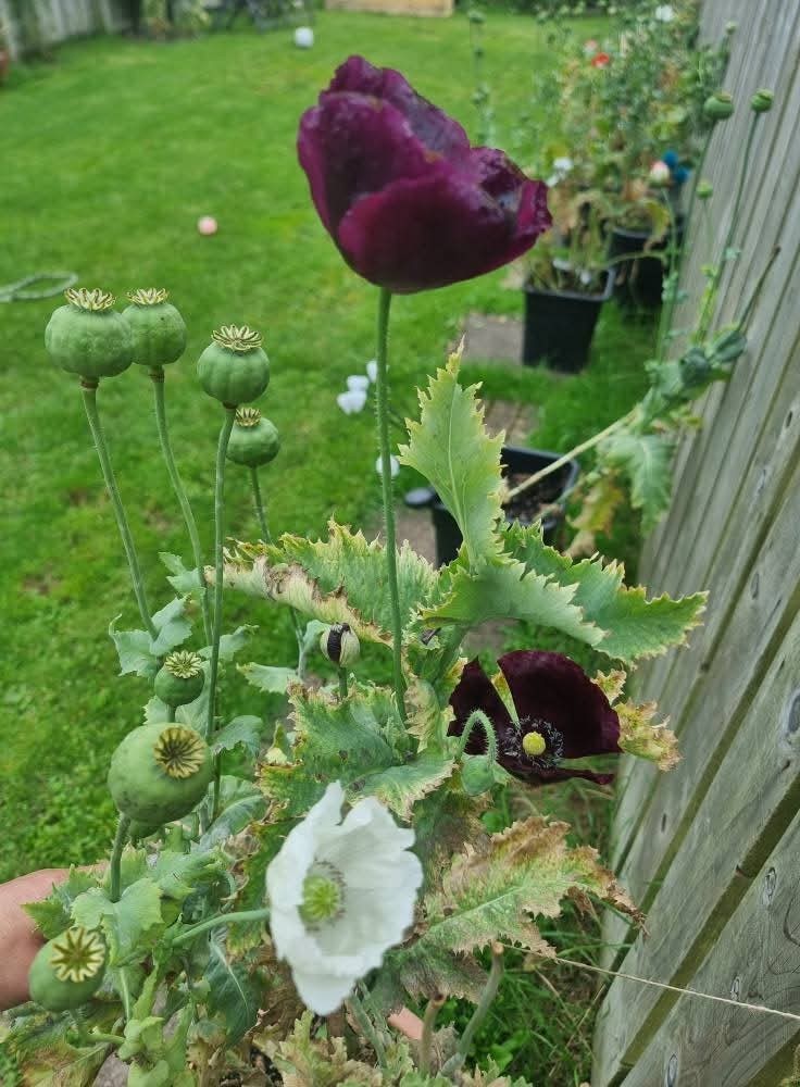 STRATIFIED GIANT somniferum MIX GROWN IN USA Blooms Decorative Pods 10000+ seeds