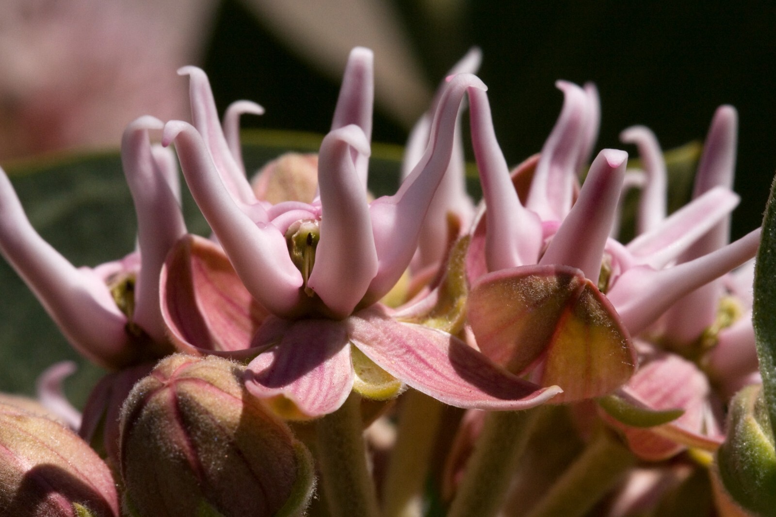 Asclepias speciosa 50 Seeds – Showy Milkweed