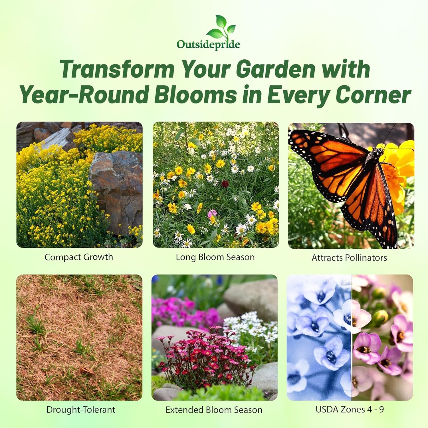 10000 Seeds Rock Garden Perennial Wild Flower Seed Mix