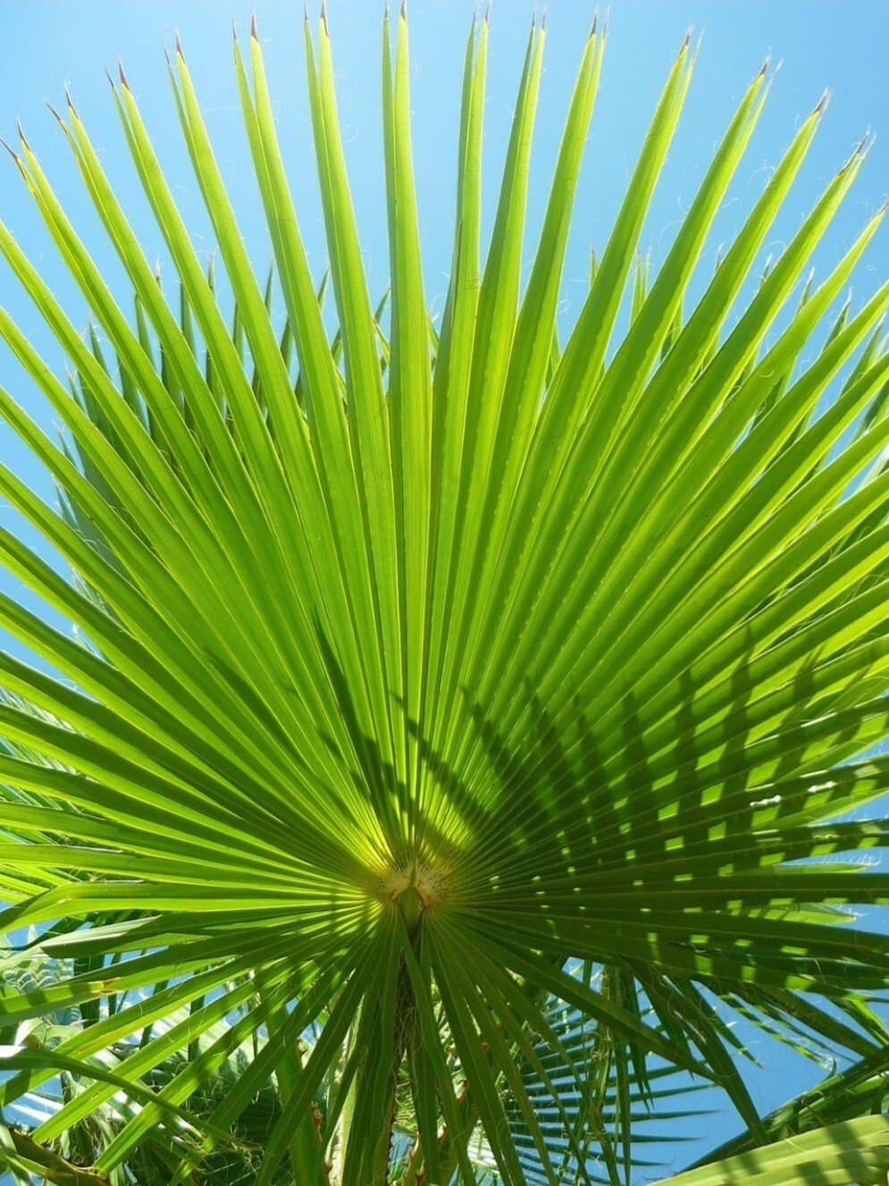 30 Fan Palm Tree Seeds, Washington Filifera, Fast Growing Evergreen Plant