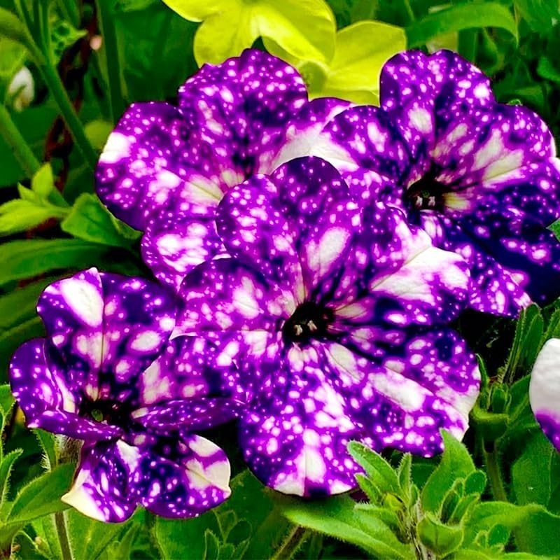 499+ Mix Sky Petunia Flower Seeds for Planting, Rare Dwarf Wave Heirloom
