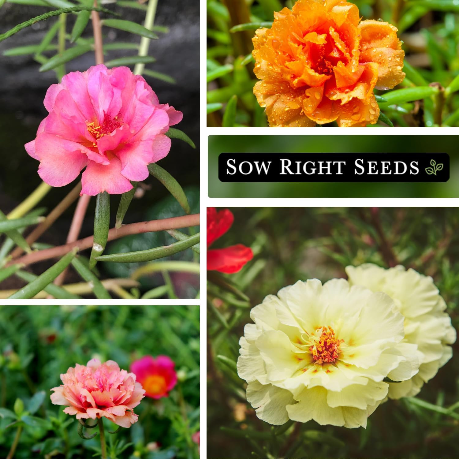 – Moss Rose Seeds for Planting – Portulaca Grandiflora Mix – Double Flower Pursl