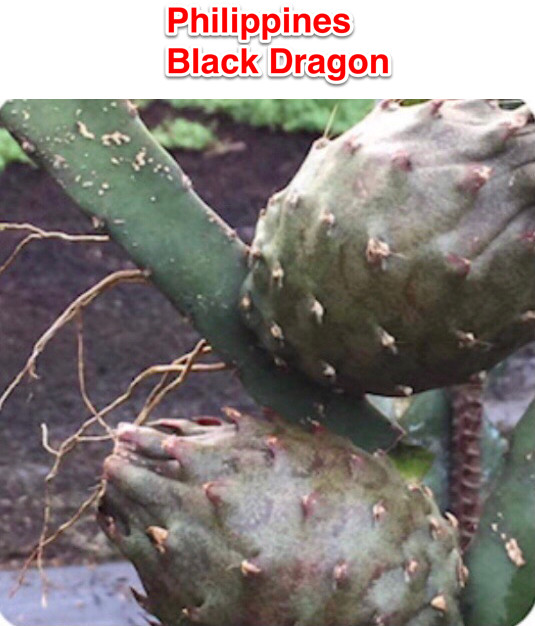 ULTRA RARE Black Dragon Fruit 3 foot flesh cutting (1) piece (Philippines)