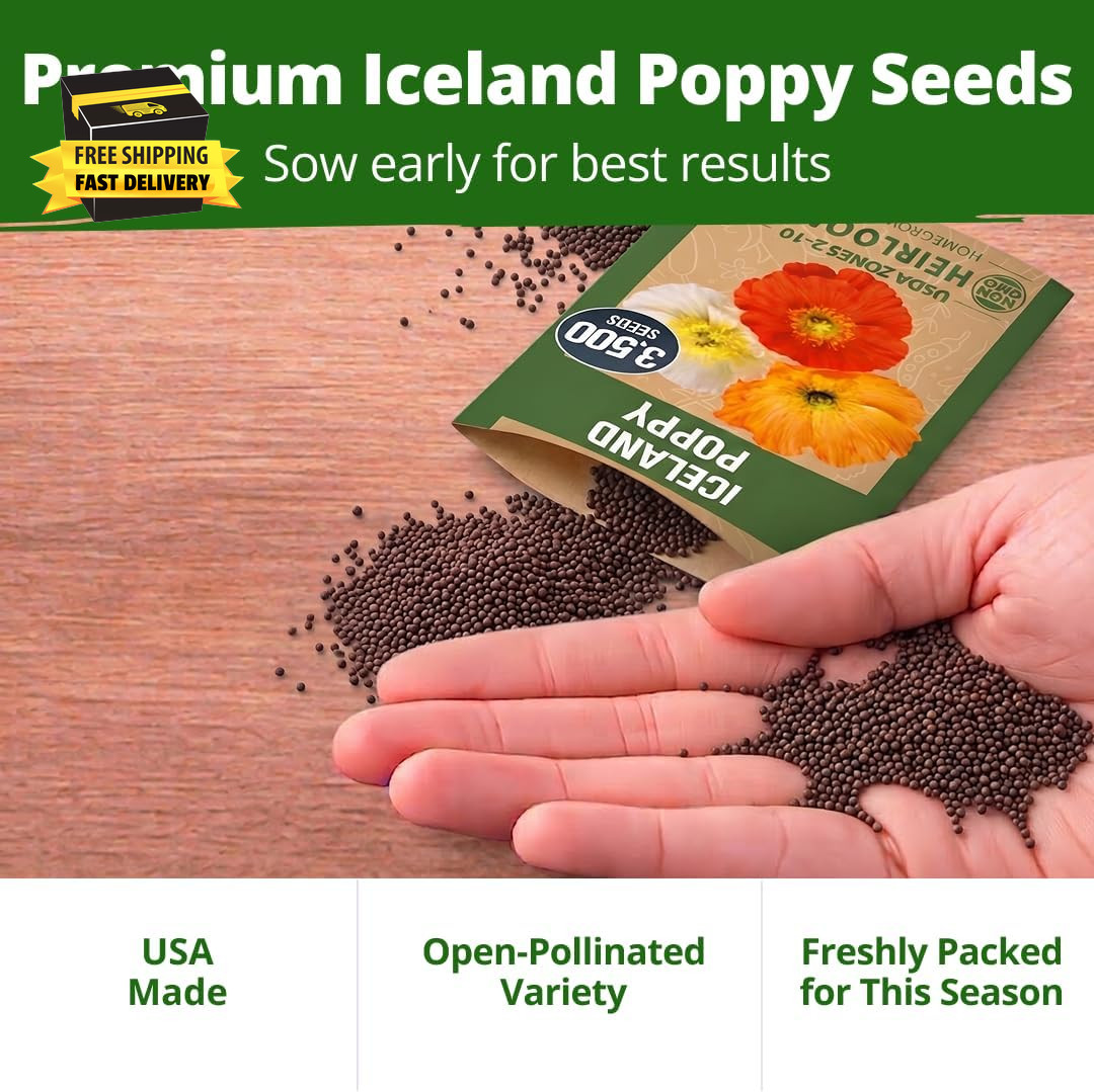 Iceland Poppy Seeds (0.60G) – 2026 Spring for Planting 3500 Flower Seeds, Icelan