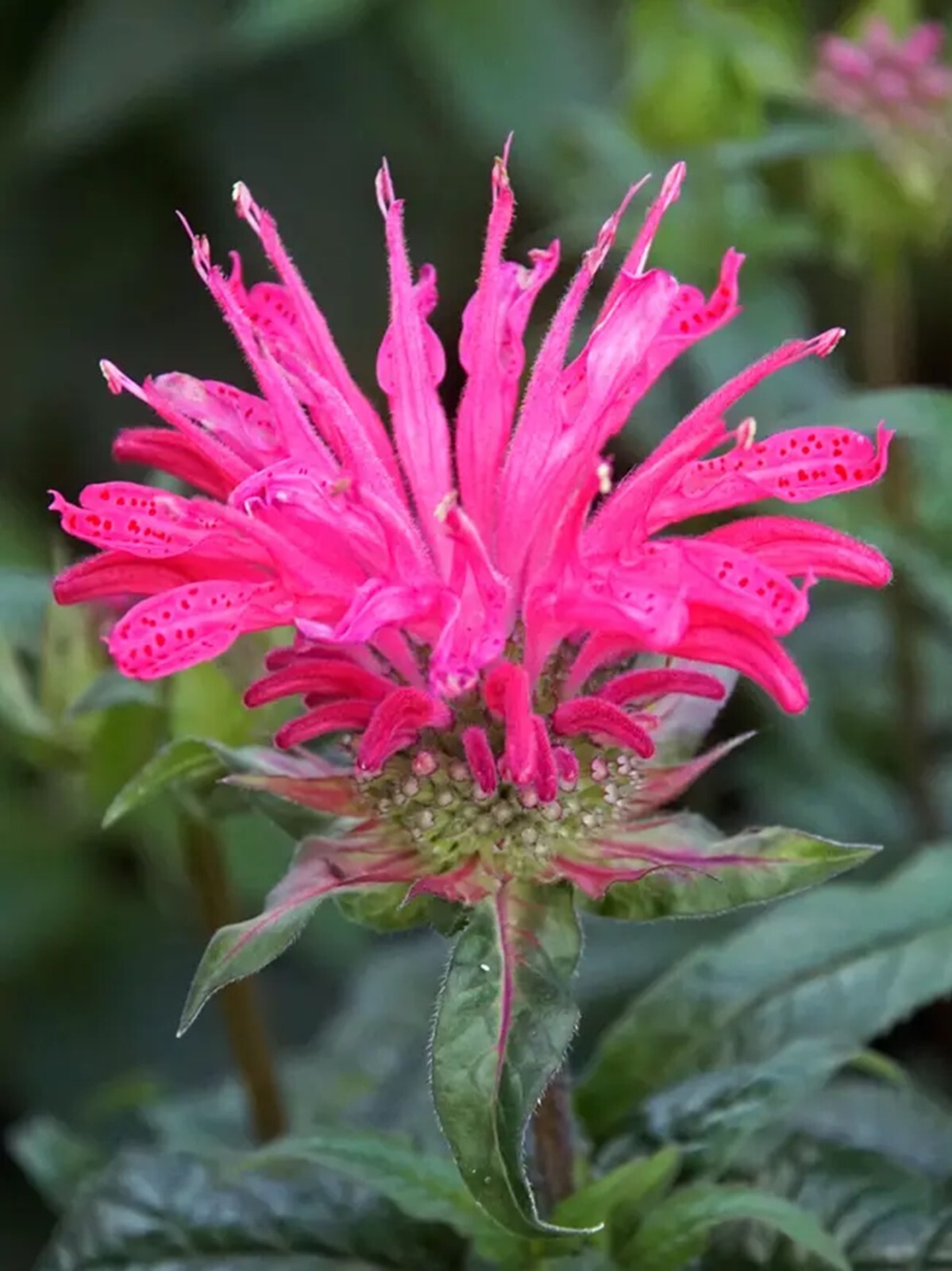 100 Electric Neon Pink Bee Balm Seeds Flowers Seed Bees Hummingbird US SELLER