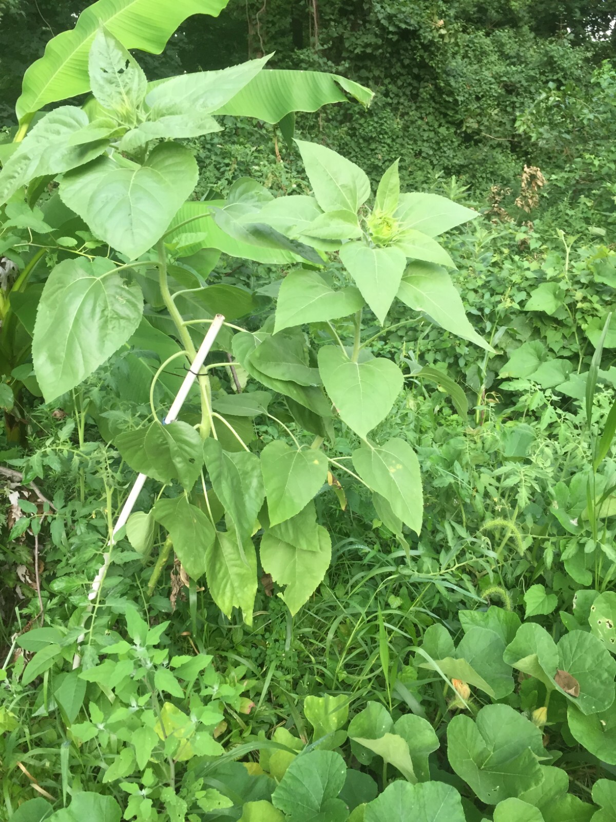 Mongolian Giant Sunflower Seeds 20 Seeds NON-GMO ,all natural.