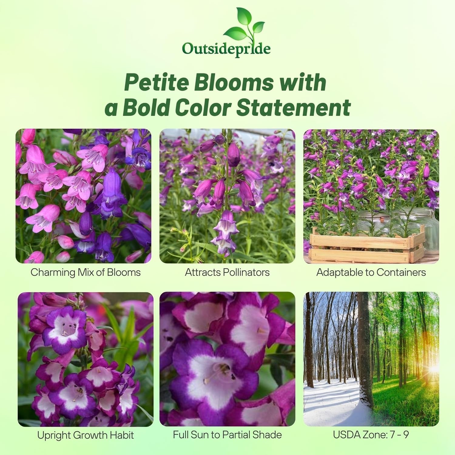 250 Seeds Penstemon mexicali Miniature Bells Garden Flowers