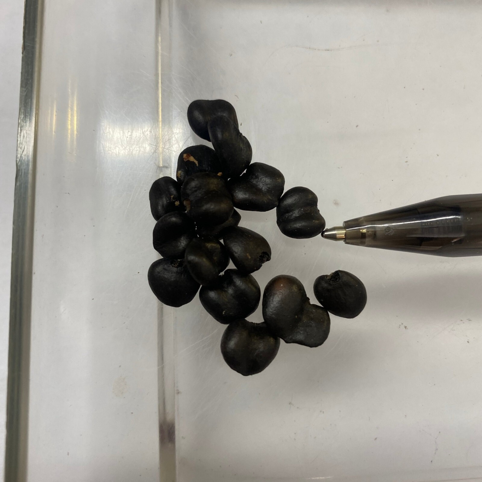 Magnolia salicifolia | Anise Magnolia | 10 Seeds