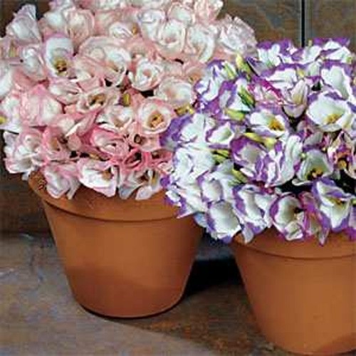 50 Seeds Lisianthus Seed – Lisianthus Sapphire Mix Flower Seeds