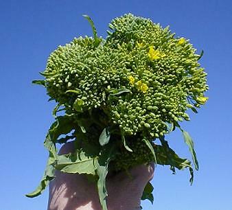 Broccoli Raab 1,000 seeds