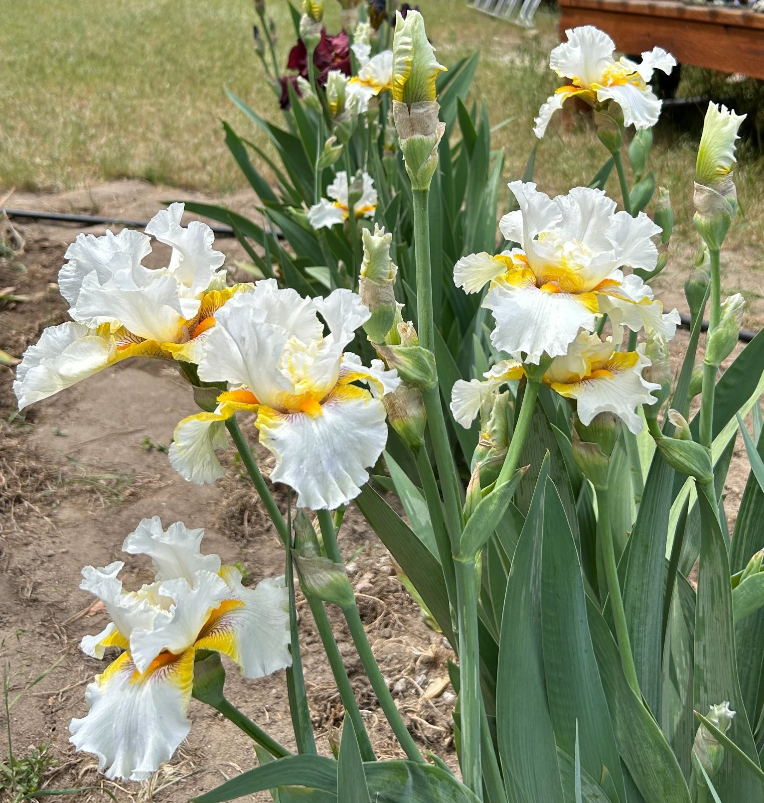 ‘Goldkist’ iris rhizome + gift, combined shipping $1 each additional