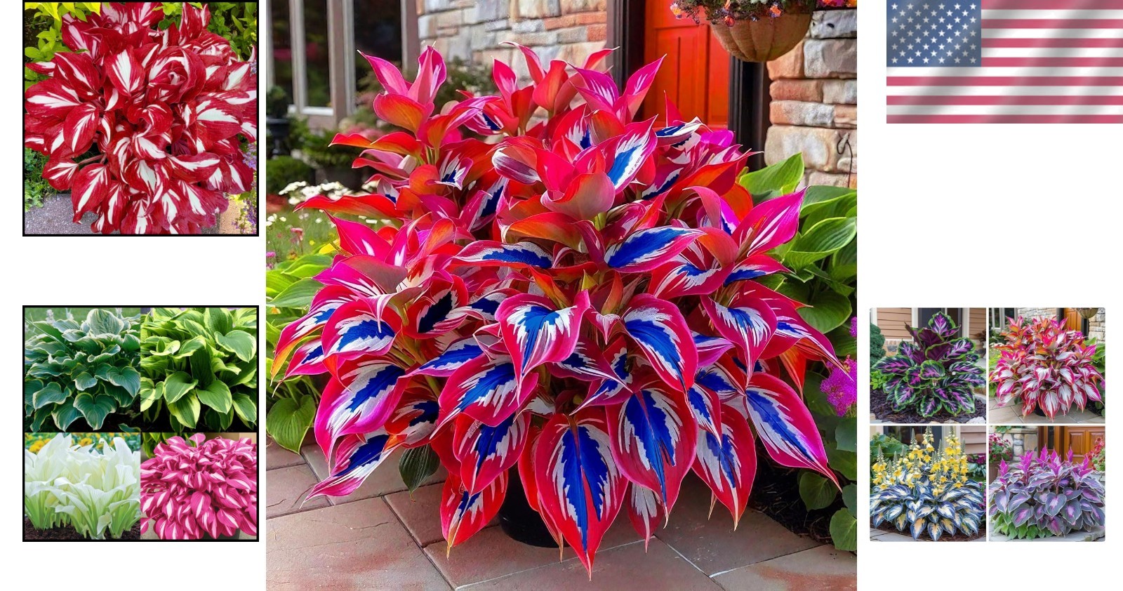 Versatile Hosta Seeds – 200 Count for Borders, Pots & Patios – Garden Essentials