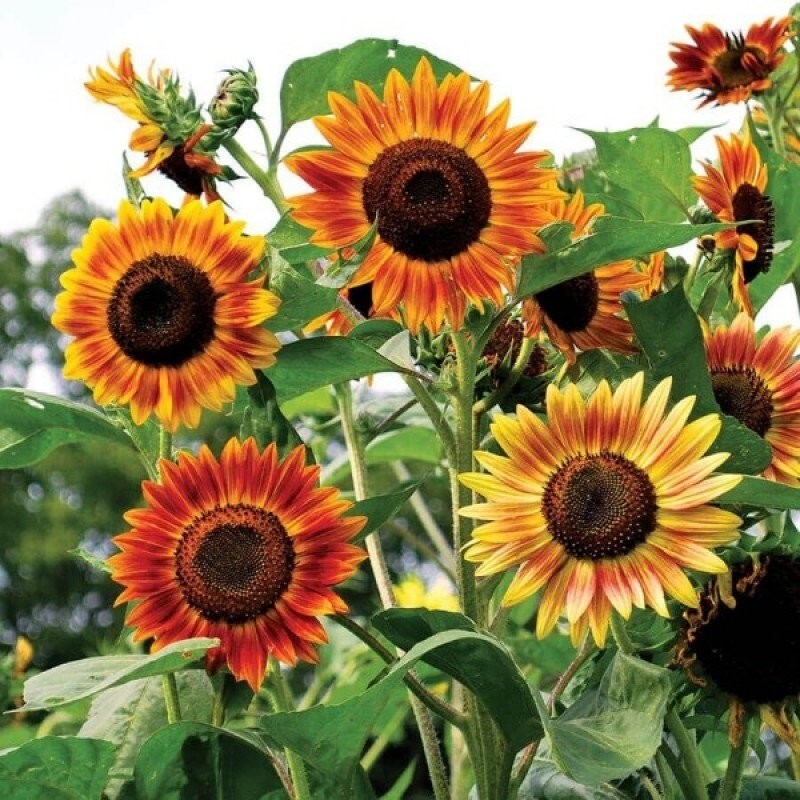 Sunflower Flower Seed, Symphony Mix, Seeds to grow in your home garden.