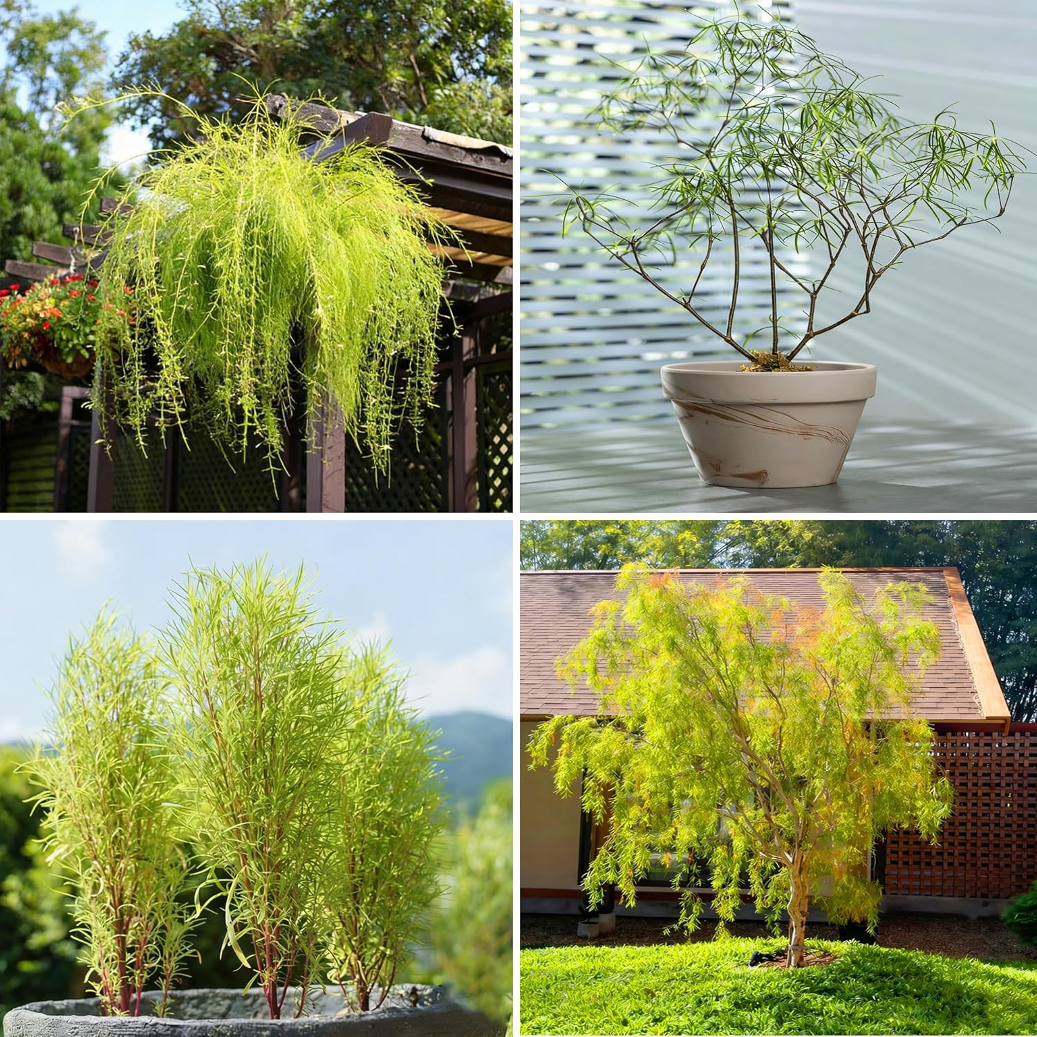 Dwarf Willow Tree Seeds for Planting, 30pcs Perennial Willow Tree Seeds to Plant