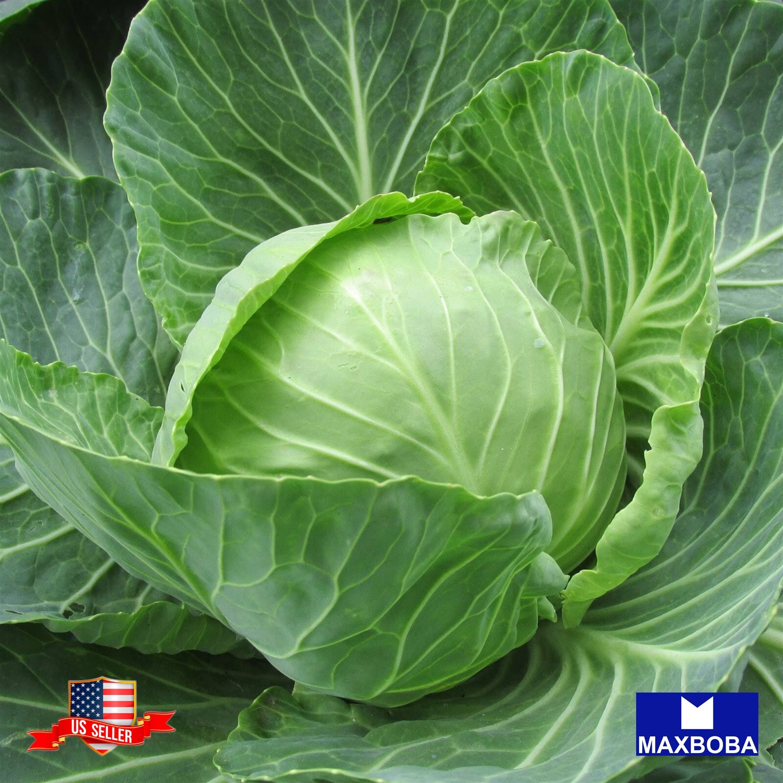 Cabbage Seeds – Golden Acre – Non-GMO / Heirloom / Vegetable