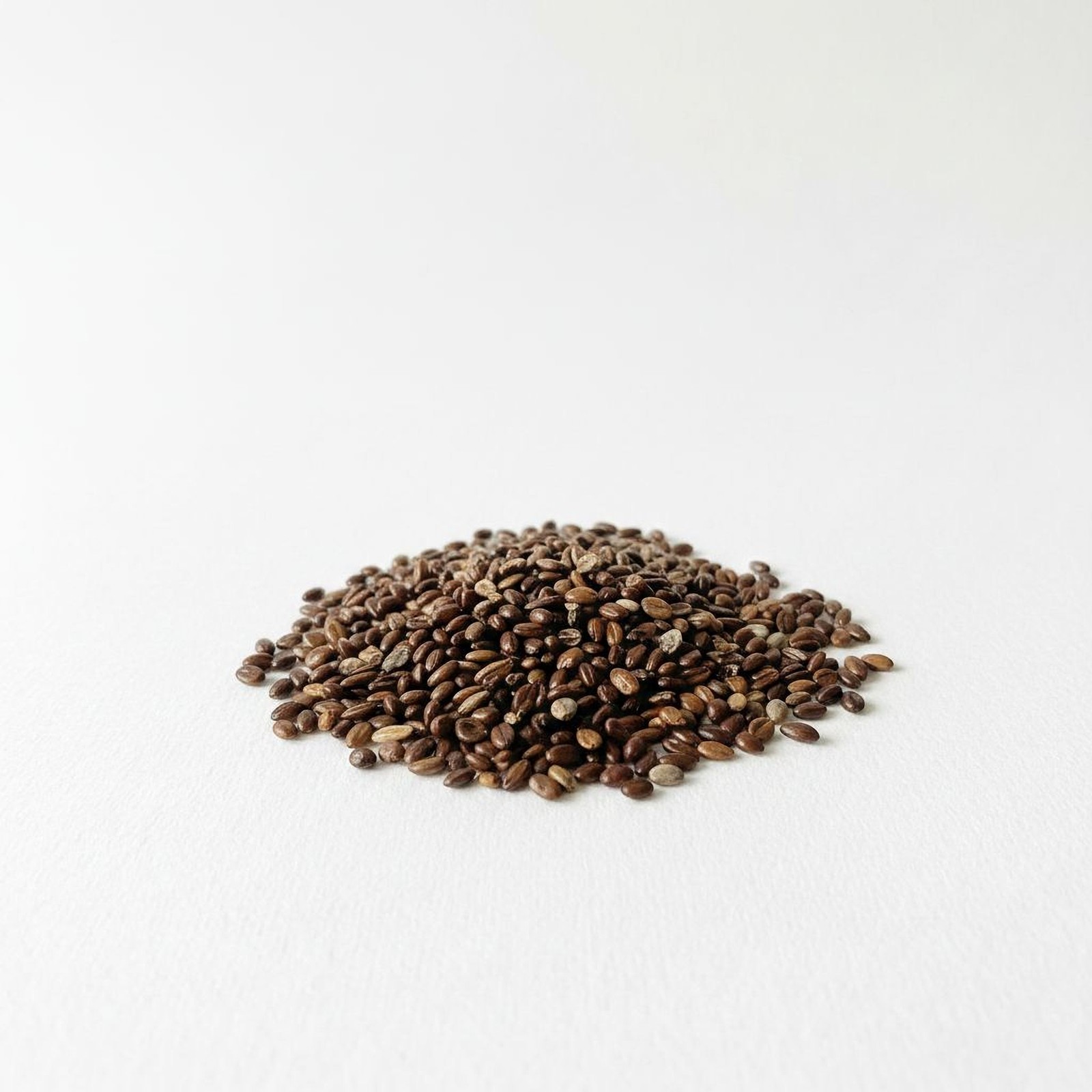 Russet Buffaloberry Seeds (Shepherdia Canadensis) Canada Buffaloberry