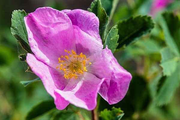 Rosa woodsii | Woods’ Rose | 20 Seeds
